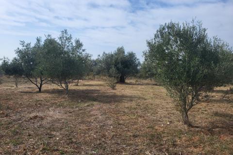 Istra, Galižana, maslinik sa kažunom 