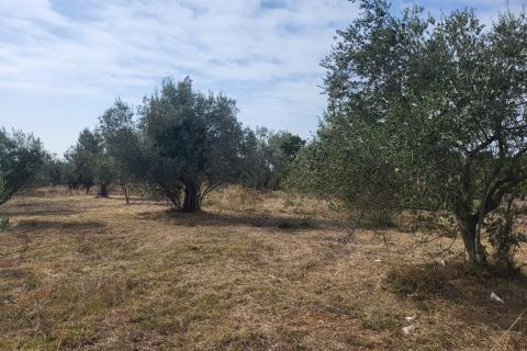 Istra, Galižana, maslinik sa kažunom 