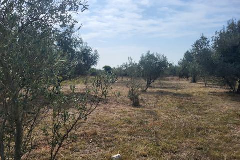 Istra, Galižana, maslinik sa kažunom 