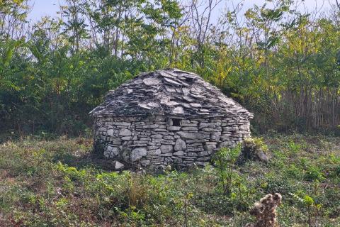 Istra, Galižana, maslinik sa kažunom 