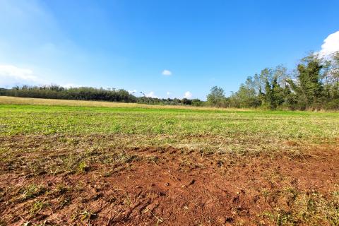 Istra, Umag okolica, negrađevinsko zemljište
