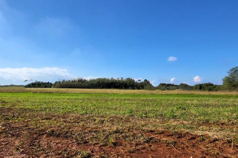 Istra, Umag okolica, negrađevinsko zemljište