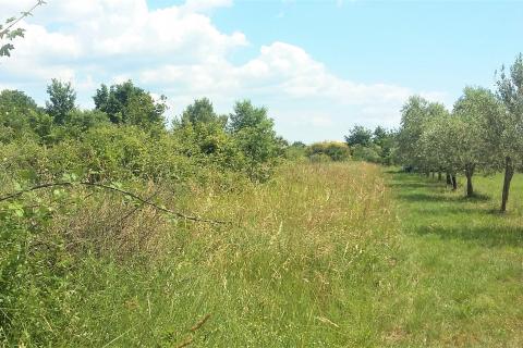 Istra, Umag, Lovrečica - građevinsko zemljište 300 m od mora i plaže