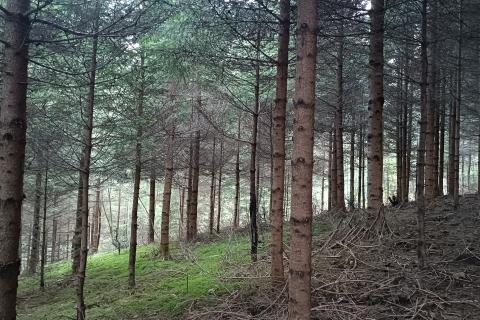 Gorski kotar, Gomirje,Oranica-šuma 6248 m2