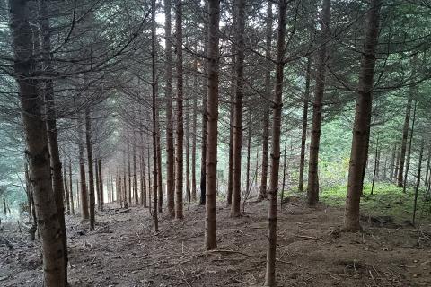 Gorski kotar, Gomirje,Oranica-šuma 6248 m2