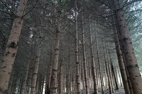 Gorski kotar, Gomirje,Oranica-šuma 6248 m2