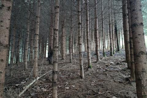 Gorski kotar, Gomirje,Oranica-šuma 6248 m2