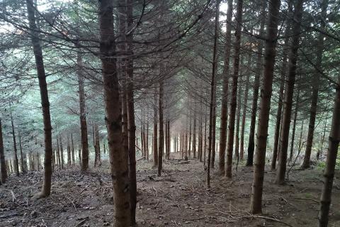 Gorski kotar, Gomirje,Oranica-šuma 6248 m2