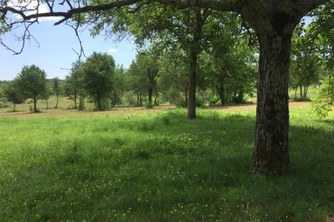 Istra,Sveti Vital ,kompleks građevinskih i poljoprivrednih  zemljišta