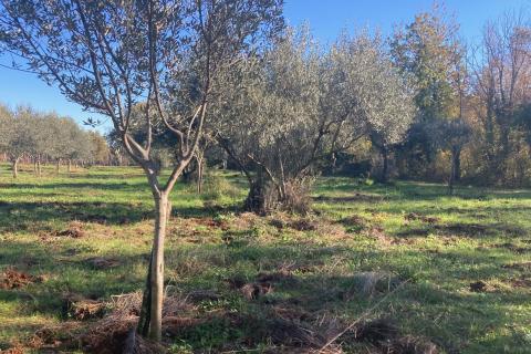 Nicht-strukturelle Land Fiorini, Brtonigla, 17.230m2