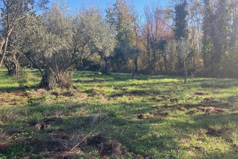 Nicht-strukturelle Land Fiorini, Brtonigla, 17.230m2
