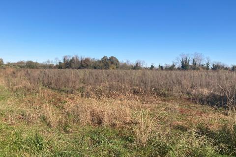 Nicht-strukturelle Land Fiorini, Brtonigla, 17.230m2