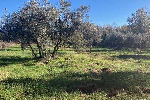 Nicht-strukturelle Land Fiorini, Brtonigla, 17.230m2