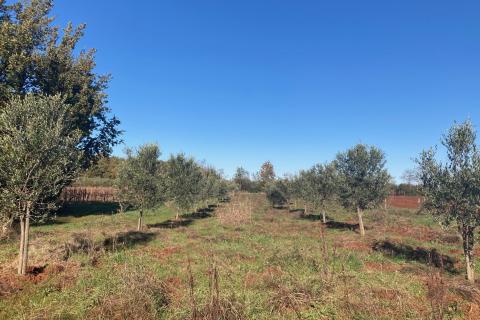 Nicht-strukturelle Land Fiorini, Brtonigla, 17.230m2