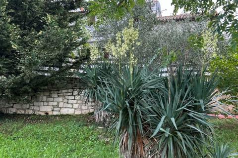 Istra,Kaštel-Buje,šarmantna kamena kuća u velikoj zelenoj oazi