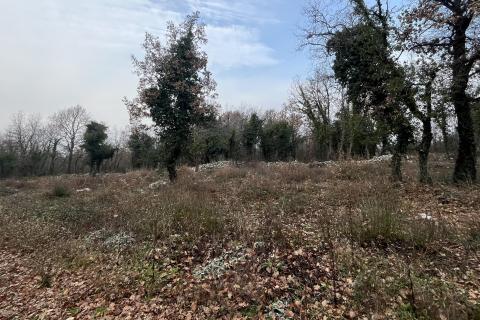 Bauland Sveti Lovreč, 1.350m2