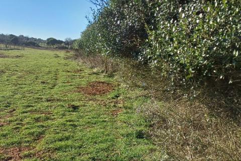 Pula, okolica, poljoprivredna parcela