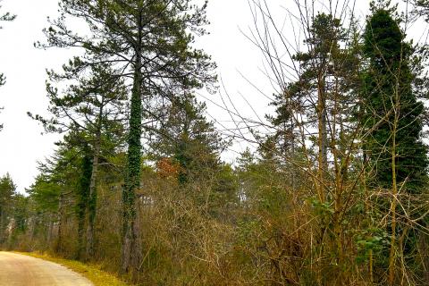 Terreno non edificabile Završje, Grožnjan, 10.514m2