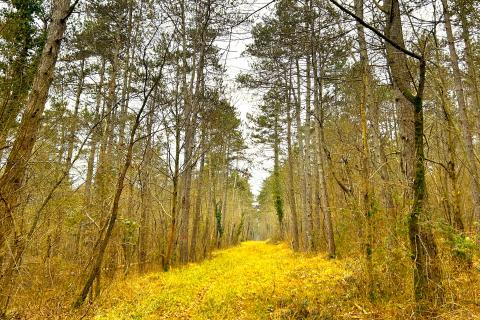 Šuma, Istra, Grožnjan
