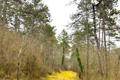 Šuma, Istra, Grožnjan