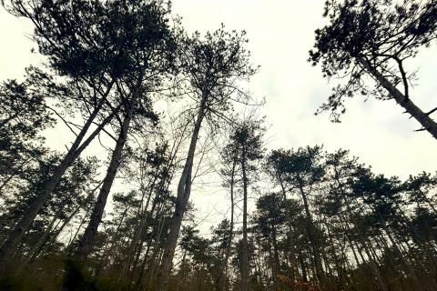 Šuma, Istra, Grožnjan