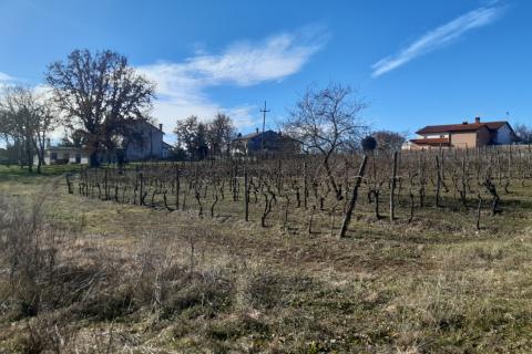 Stavbno zemljišče Novaki Motovunski, Karojba, 4.674m2