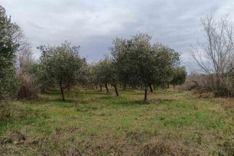 ISTRA,Vodnjan - maslinik sa 150 maslina