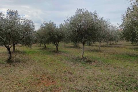 ISTRA,Vodnjan - maslinik sa 150 maslina