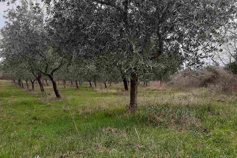 ISTRA,Vodnjan - maslinik sa 150 maslina