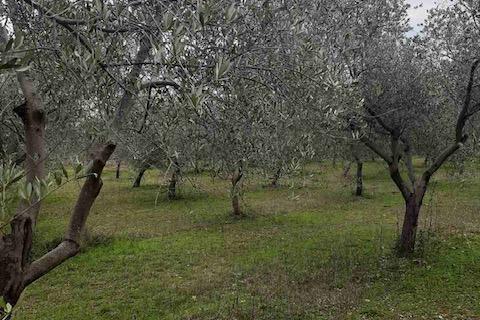 ISTRA,Vodnjan - maslinik sa 150 maslina