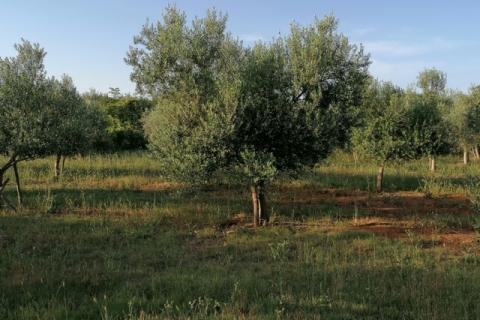 Nicht-strukturelle Land Vodnjan, 5.948m2