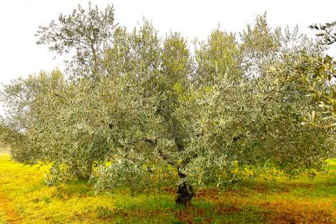 Non-structural plot Umag, 853m2