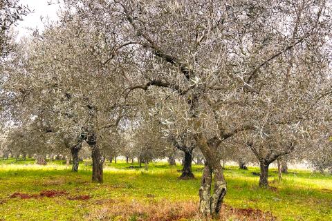 Non-structural plot Umag, 853m2