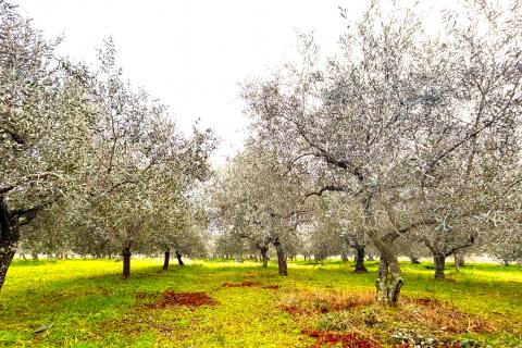 Non-structural plot Umag, 853m2