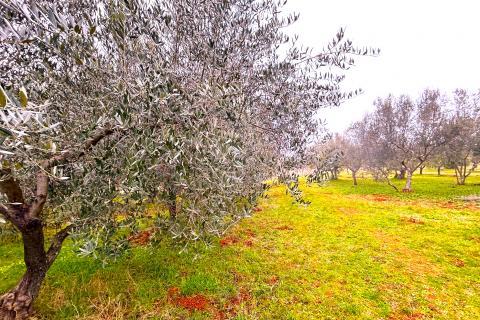 Non-structural plot Umag, 853m2