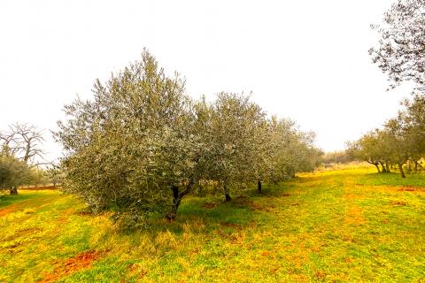 Non-structural plot Umag, 853m2