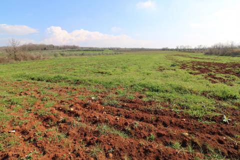 TAR, okolica- poljoprivredno zemljište