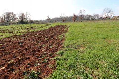 TAR, okolica- poljoprivredno zemljište