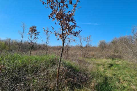 Nicht-strukturelle Land Sveti Lovreč, 11.628m2