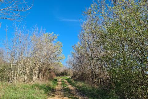 Nicht-strukturelle Land Sveti Lovreč, 11.628m2