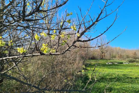 Nicht-strukturelle Land Sveti Lovreč, 11.628m2