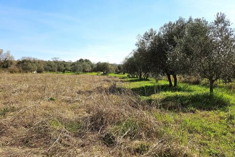 Niet bouwgrond Umag, 4.187m2