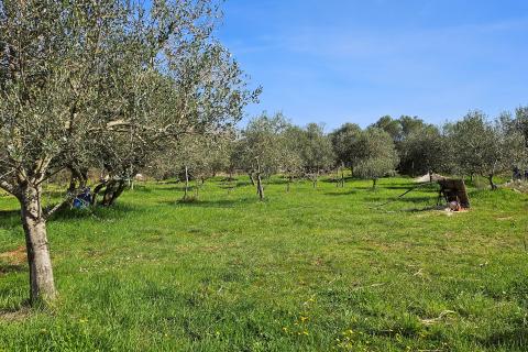 Niet bouwgrond Umag, 4.187m2