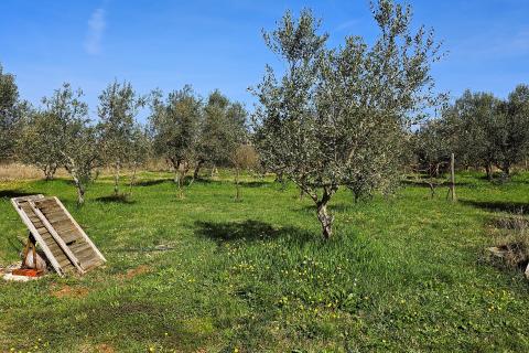 Niet bouwgrond Umag, 4.187m2