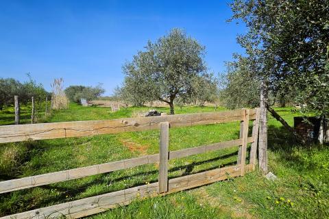 Niet bouwgrond Umag, 4.187m2