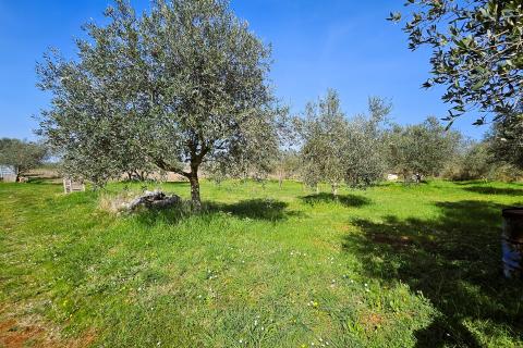 Niet bouwgrond Umag, 4.187m2