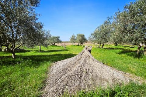 Niet bouwgrond Umag, 4.187m2