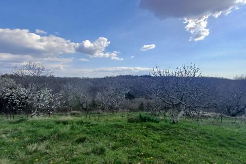 Дом Kućibreg, Buje, 120m2