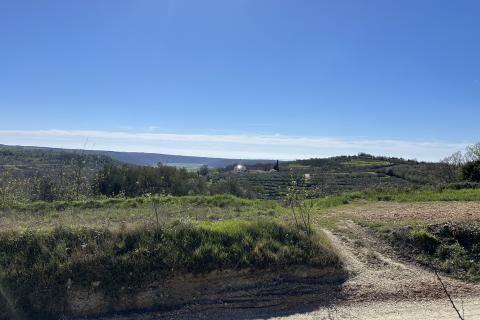 Bauland Krasica, Buje, 1.335m2