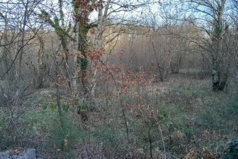 Istra,Orbanići,šuma i pašnjaci